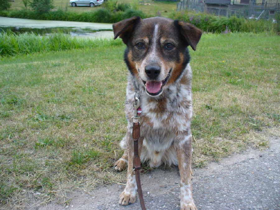Kstel22
